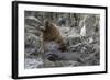 South American Sea Lion Bull (Otaria Flavescens) at Breeding Colony Just Outside Ushuaia, Argentina-Michael Nolan-Framed Photographic Print