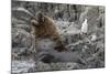 South American Sea Lion Bull (Otaria Flavescens) at Breeding Colony Just Outside Ushuaia, Argentina-Michael Nolan-Mounted Photographic Print