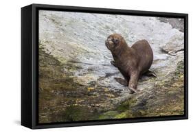 South American Sea Lion (Otaria Flavescens) Bull-Michael Nolan-Framed Stretched Canvas