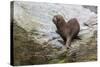 South American Sea Lion (Otaria Flavescens) Bull-Michael Nolan-Stretched Canvas