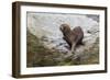 South American Sea Lion (Otaria Flavescens) Bull-Michael Nolan-Framed Photographic Print