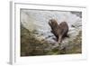 South American Sea Lion (Otaria Flavescens) Bull-Michael Nolan-Framed Photographic Print