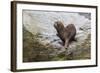 South American Sea Lion (Otaria Flavescens) Bull-Michael Nolan-Framed Photographic Print