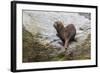 South American Sea Lion (Otaria Flavescens) Bull-Michael Nolan-Framed Photographic Print