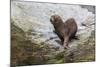 South American Sea Lion (Otaria Flavescens) Bull-Michael Nolan-Mounted Photographic Print