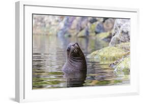 South American Sea Lion (Otaria Flavescens) Bull-Michael Nolan-Framed Photographic Print