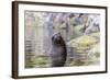 South American Sea Lion (Otaria Flavescens) Bull-Michael Nolan-Framed Photographic Print