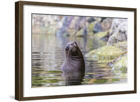 South American Sea Lion (Otaria Flavescens) Bull-Michael Nolan-Framed Photographic Print