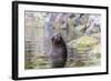 South American Sea Lion (Otaria Flavescens) Bull-Michael Nolan-Framed Photographic Print