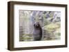 South American Sea Lion (Otaria Flavescens) Bull-Michael Nolan-Framed Photographic Print