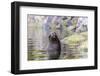 South American Sea Lion (Otaria Flavescens) Bull-Michael Nolan-Framed Photographic Print