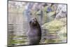 South American Sea Lion (Otaria Flavescens) Bull-Michael Nolan-Mounted Photographic Print