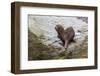 South American Sea Lion (Otaria Flavescens) Bull-Michael Nolan-Framed Photographic Print