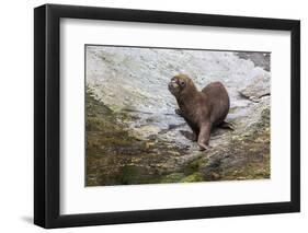 South American Sea Lion (Otaria Flavescens) Bull-Michael Nolan-Framed Photographic Print