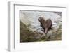 South American Sea Lion (Otaria Flavescens) Bull-Michael Nolan-Framed Photographic Print