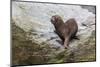 South American Sea Lion (Otaria Flavescens) Bull-Michael Nolan-Mounted Photographic Print