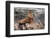 South American Sea Lion (Otaria Flavescens)-edurivero-Framed Photographic Print