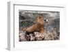 South American Sea Lion (Otaria Flavescens)-edurivero-Framed Photographic Print