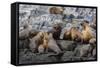 South American Sea Lions (Otaria Flavescens) in Breeding Colony Hauled Out-Michael Nolan-Framed Stretched Canvas