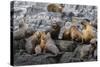 South American Sea Lions (Otaria Flavescens) in Breeding Colony Hauled Out-Michael Nolan-Stretched Canvas