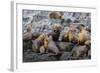 South American Sea Lions (Otaria Flavescens) in Breeding Colony Hauled Out-Michael Nolan-Framed Photographic Print