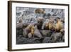 South American Sea Lions (Otaria Flavescens) in Breeding Colony Hauled Out-Michael Nolan-Framed Photographic Print