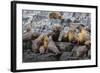 South American Sea Lions (Otaria Flavescens) in Breeding Colony Hauled Out-Michael Nolan-Framed Photographic Print