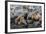 South American Sea Lions (Otaria Flavescens) in Breeding Colony Hauled Out-Michael Nolan-Framed Photographic Print