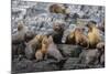 South American Sea Lions (Otaria Flavescens) in Breeding Colony Hauled Out-Michael Nolan-Mounted Photographic Print