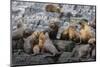 South American Sea Lions (Otaria Flavescens) in Breeding Colony Hauled Out-Michael Nolan-Mounted Photographic Print