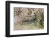 South American Snipe or Magellan Snipe in Dense Grass-Martin Zwick-Framed Photographic Print