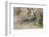 South American Snipe or Magellan Snipe in Dense Grass-Martin Zwick-Framed Photographic Print