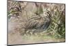 South American Snipe or Magellan Snipe in Dense Grass-Martin Zwick-Mounted Photographic Print