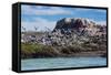 South American Terns (Sterna Hirundinacea) Near Rio Deseado-Michael Nolan-Framed Stretched Canvas