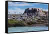 South American Terns (Sterna Hirundinacea) Near Rio Deseado-Michael Nolan-Framed Stretched Canvas