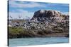 South American Terns (Sterna Hirundinacea) Near Rio Deseado-Michael Nolan-Stretched Canvas