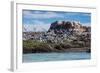 South American Terns (Sterna Hirundinacea) Near Rio Deseado-Michael Nolan-Framed Photographic Print