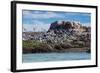 South American Terns (Sterna Hirundinacea) Near Rio Deseado-Michael Nolan-Framed Photographic Print