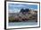 South American Terns (Sterna Hirundinacea) Near Rio Deseado-Michael Nolan-Framed Photographic Print