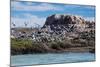 South American Terns (Sterna Hirundinacea) Near Rio Deseado-Michael Nolan-Mounted Photographic Print