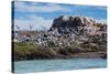 South American Terns (Sterna Hirundinacea) Near Rio Deseado-Michael Nolan-Stretched Canvas