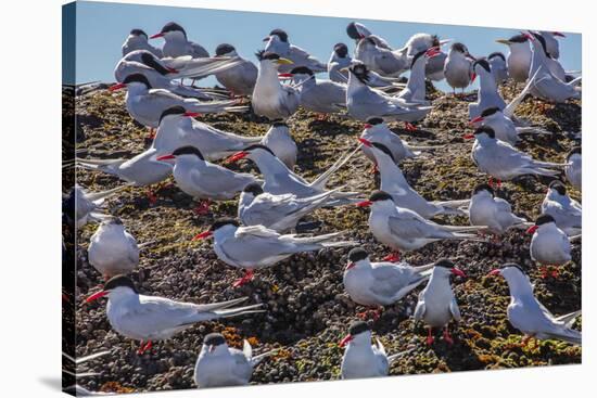 South American Terns (Sterna Hirundinacea) Near Rio Deseado-Michael Nolan-Stretched Canvas