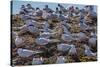 South American Terns (Sterna Hirundinacea) Near Rio Deseado-Michael Nolan-Stretched Canvas