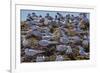 South American Terns (Sterna Hirundinacea) Near Rio Deseado-Michael Nolan-Framed Photographic Print