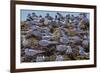 South American Terns (Sterna Hirundinacea) Near Rio Deseado-Michael Nolan-Framed Photographic Print