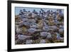 South American Terns (Sterna Hirundinacea) Near Rio Deseado-Michael Nolan-Framed Photographic Print