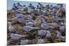 South American Terns (Sterna Hirundinacea) Near Rio Deseado-Michael Nolan-Mounted Photographic Print
