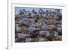 South American Terns (Sterna Hirundinacea) Near Rio Deseado-Michael Nolan-Framed Photographic Print