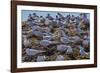 South American Terns (Sterna Hirundinacea) Near Rio Deseado-Michael Nolan-Framed Photographic Print