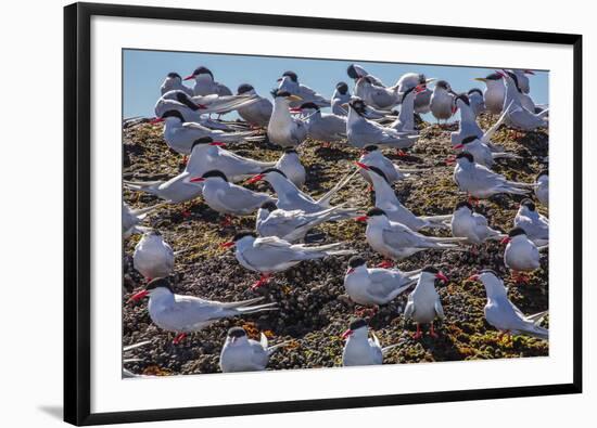 South American Terns (Sterna Hirundinacea) Near Rio Deseado-Michael Nolan-Framed Photographic Print